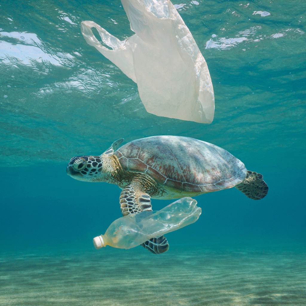 tortue-ocean-dechet-plastique-supprimer-le-plastique-des-hotels-gustave-hospitality